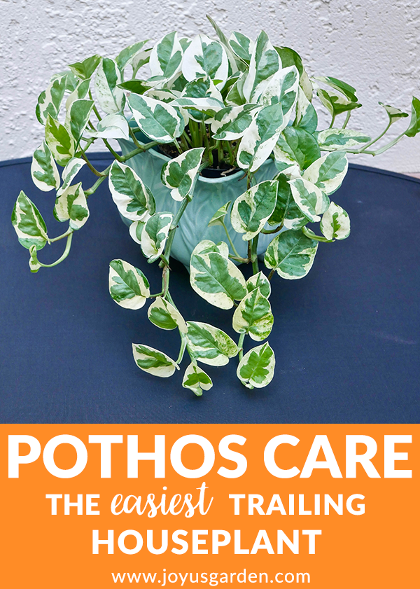  Chăm sóc cây Pothos: Cây trồng trong nhà dễ trồng nhất