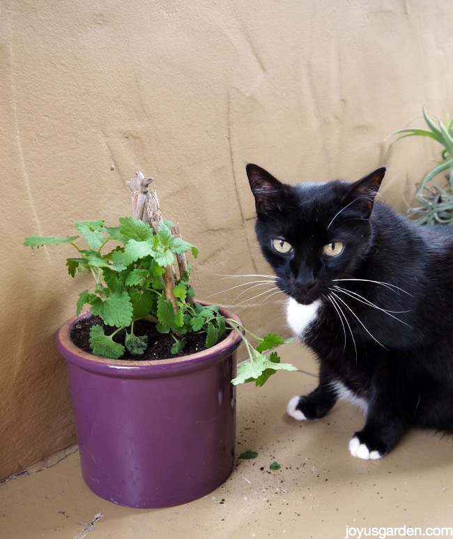  Cách trồng Catnip: Con mèo của bạn sẽ yêu bạn!