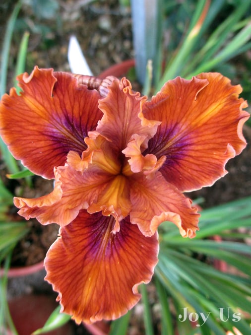  Iris Douglasiana: Giống lai Bờ biển Thái Bình Dương