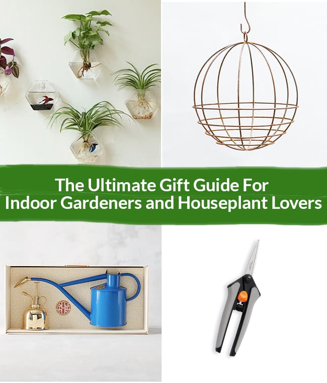  Quà tặng thực vật trong nhà: Ý tưởng quà tặng tốt nhất cho những người yêu thích thực vật