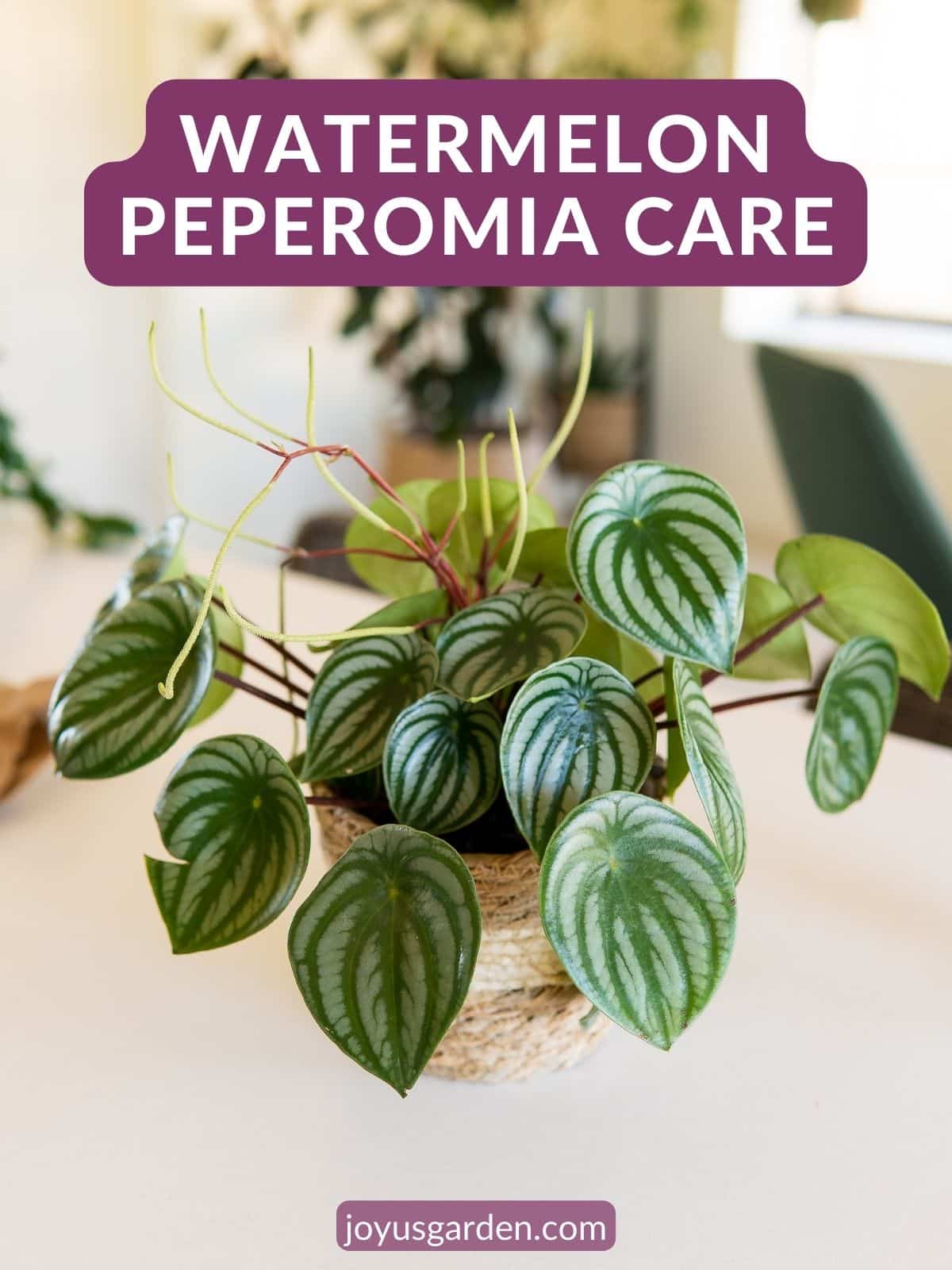  Догляд за кавуновою пеперомією: поради щодо вирощування Peperomia Argyreia