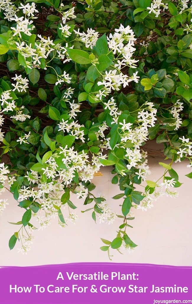  Star Jasmine Plant Care: Hoe om Trachelospermum Jasminoides te groei