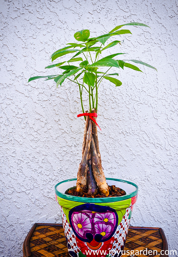  Как да пресадим дървото за пари (Pachira Aquatica) и каква смес да използваме