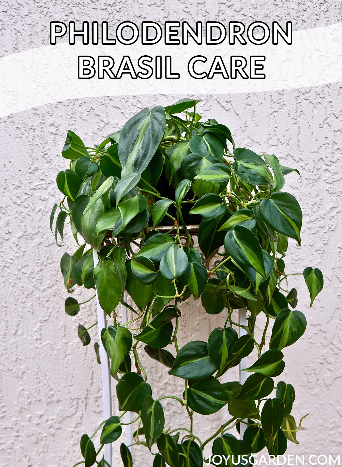  Philodendron Brasil Pleje: En nem, slyngende stueplante