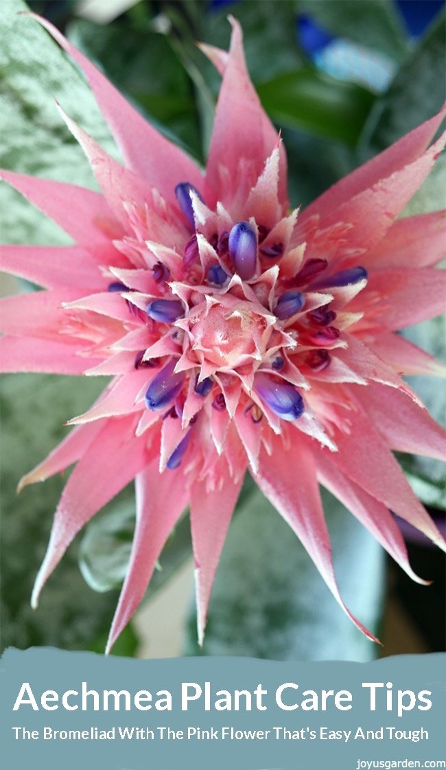  Consells per a la cura de les plantes d'Aechmea: una bella bromèlia amb la flor rosa