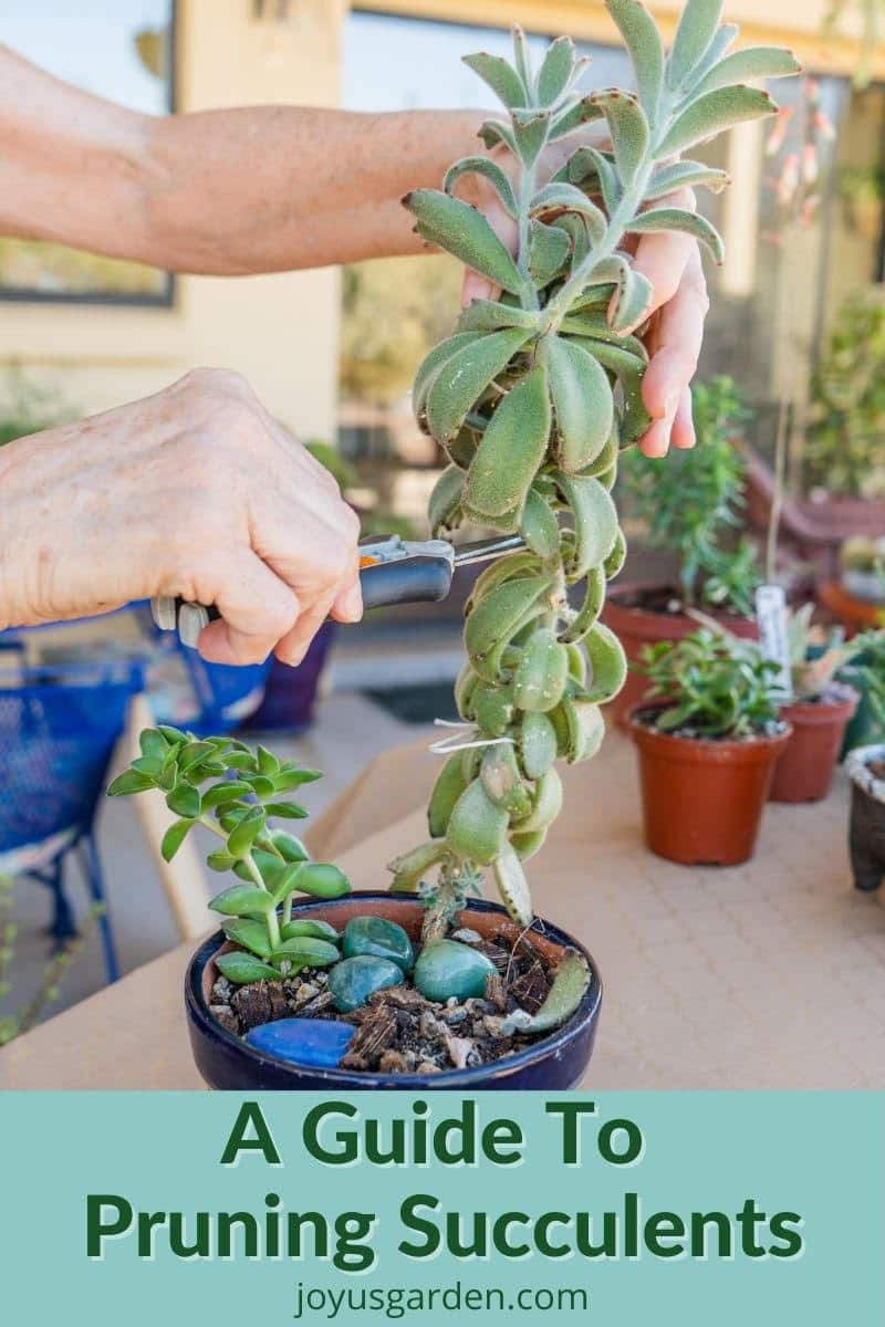  Cara Memangkas Succulents