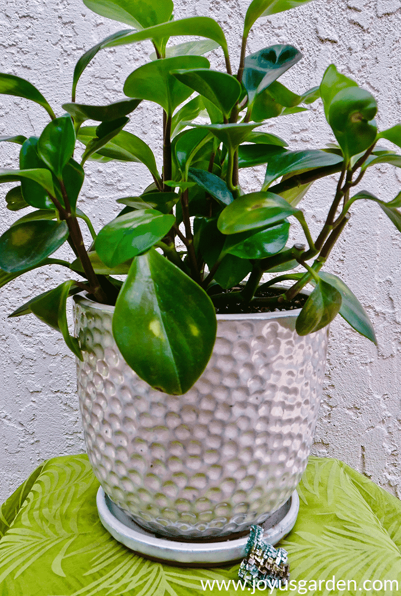 Apgriešana &amp; amp; Mazuļa kaučuka auga (Peperomia Obtusifolia) pavairošana