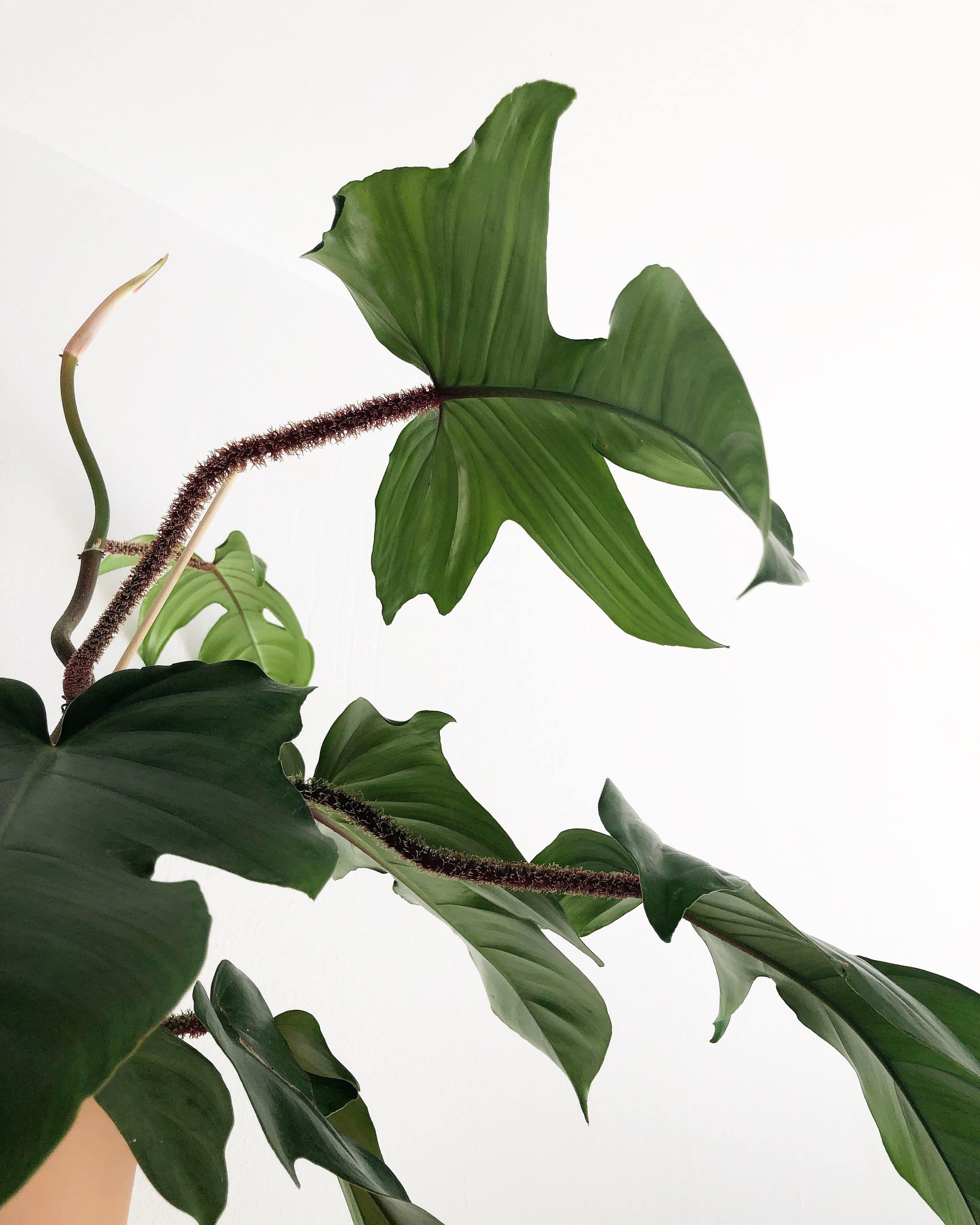  Philodendron Squamiferum Skötselråd