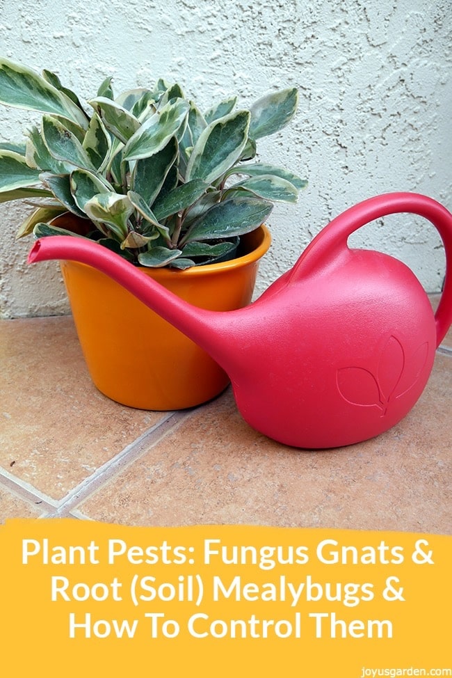  Cum să controlați dăunătorii de plante: Fungus Gnats &amp; Root Mealybugs