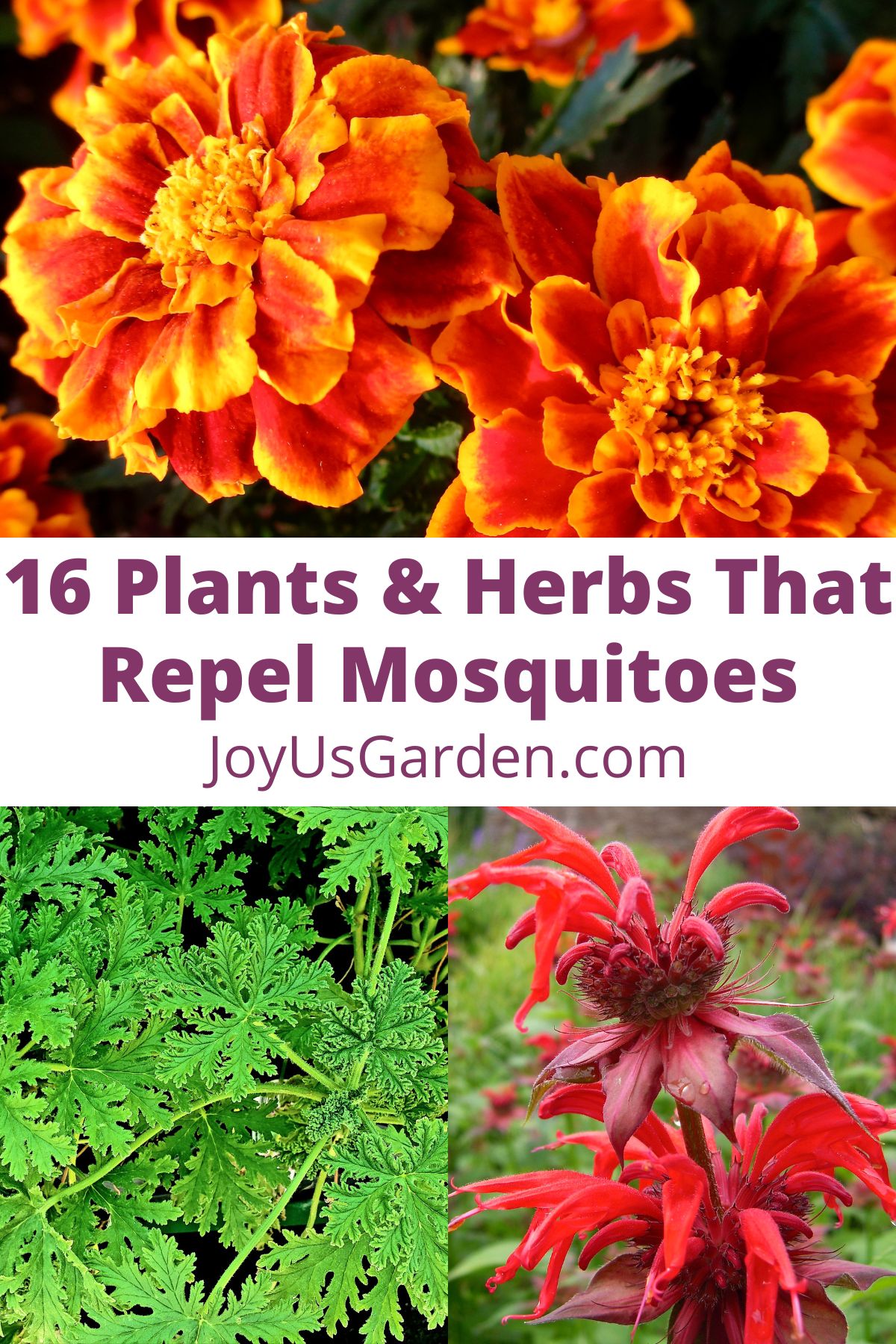  16 rastlín a bylín, ktoré odpudzujú komáre