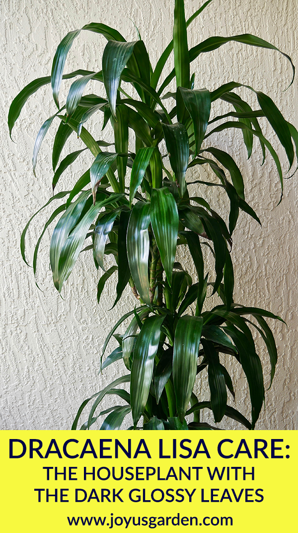  Dracaena Lisa Care: The Houseplant with the Dark Glossy Leaves