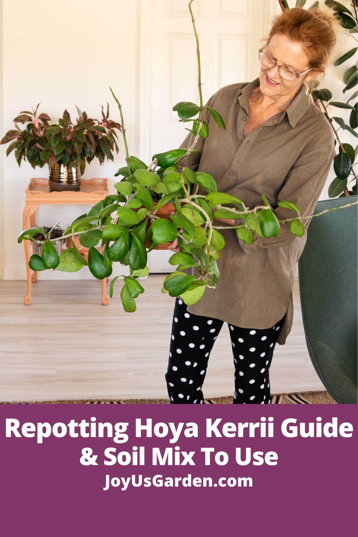  Guide för omplantering av Hoya Kerrii + Jordblandning att använda
