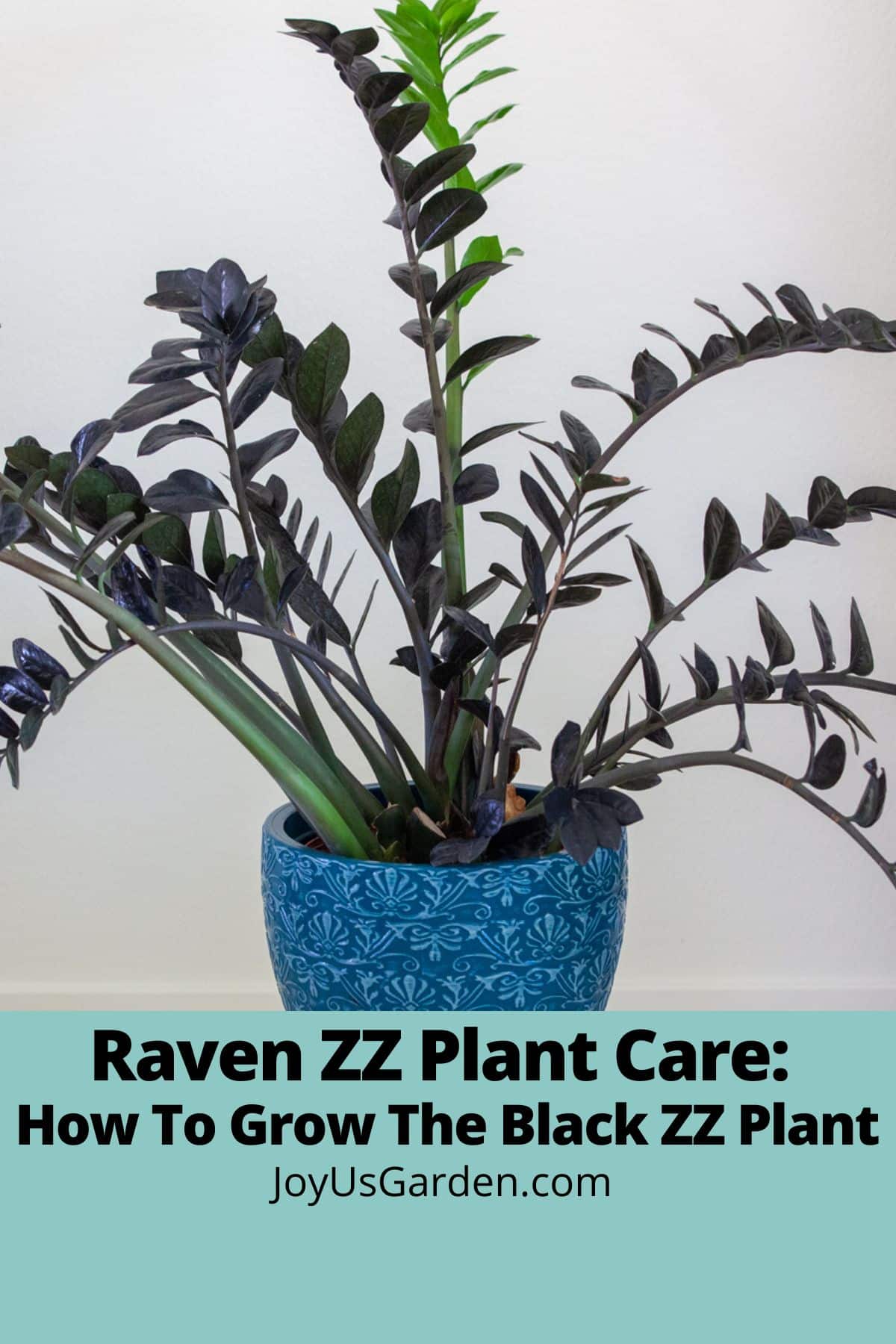 Îngrijirea plantei Raven ZZ: Cum să crești planta Black ZZ
