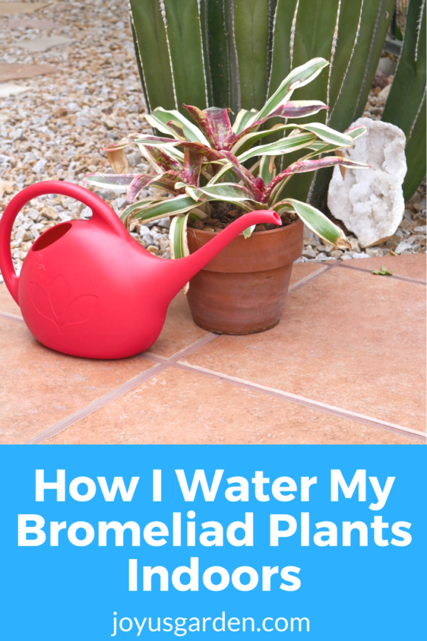  การรดน้ำ Bromeliad: วิธีรดน้ำต้นไม้ Bromeliad ในร่ม