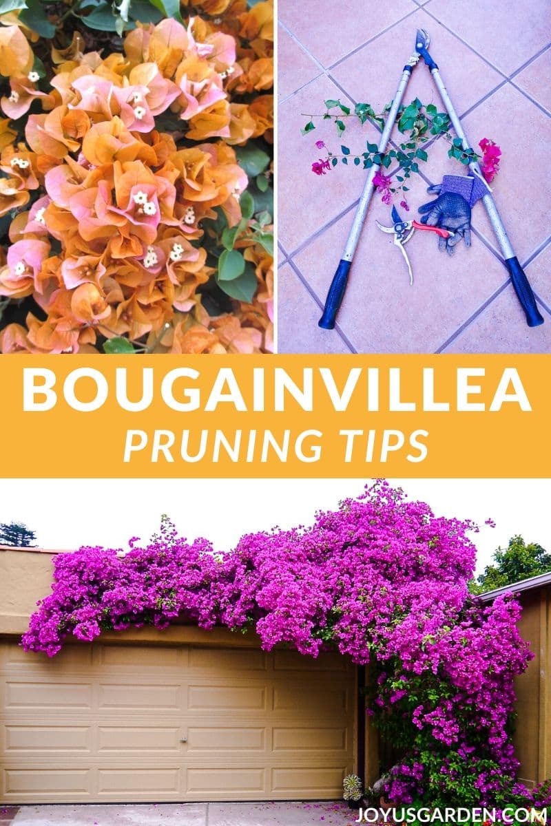  Bougainvillea Pruning Tips: သင်သိလိုသည်များ