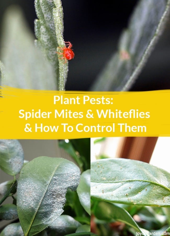  Cách kiểm soát dịch hại cây trồng (Spider Ve &amp; Whitefly)