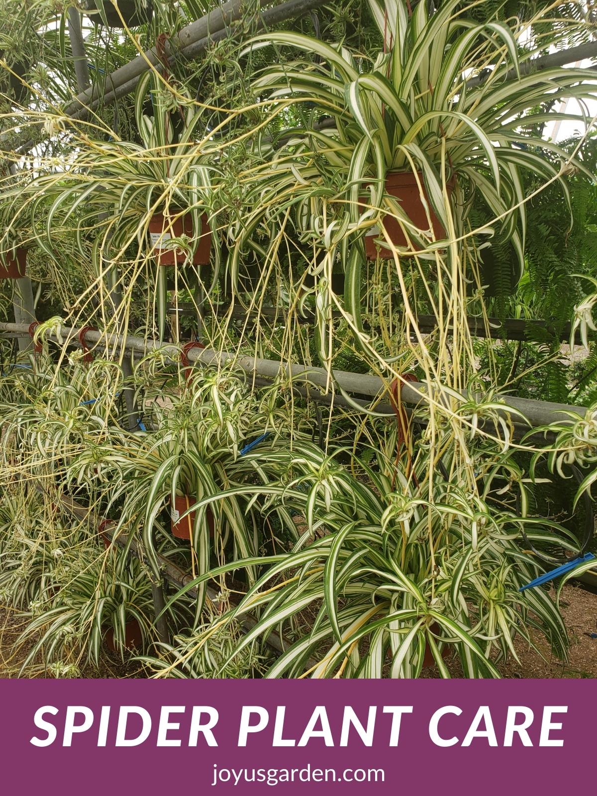  Nega rastlin pajkov: Kako gojiti Chlorophytum Comosum