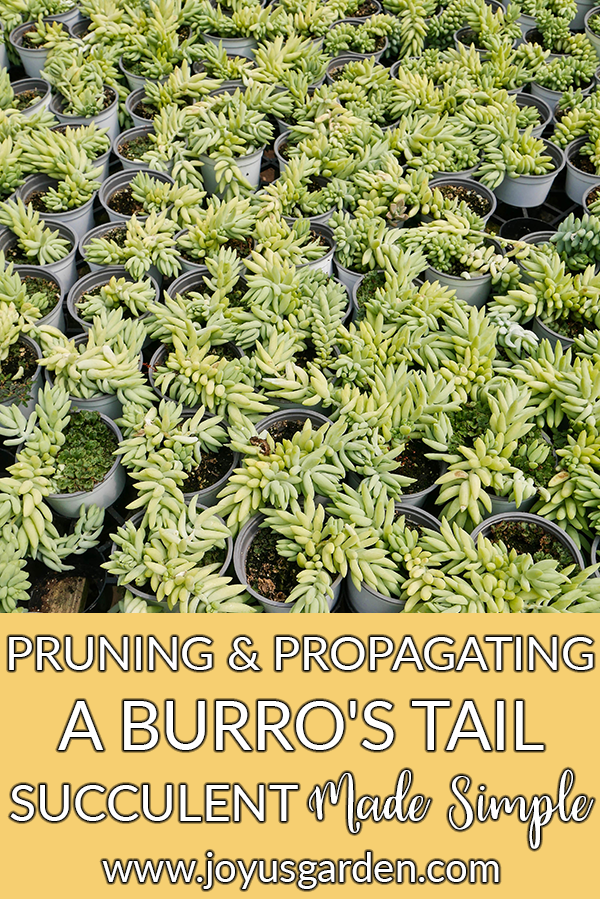  Snoeien en fersprieden fan in Burro's Tail Succulent