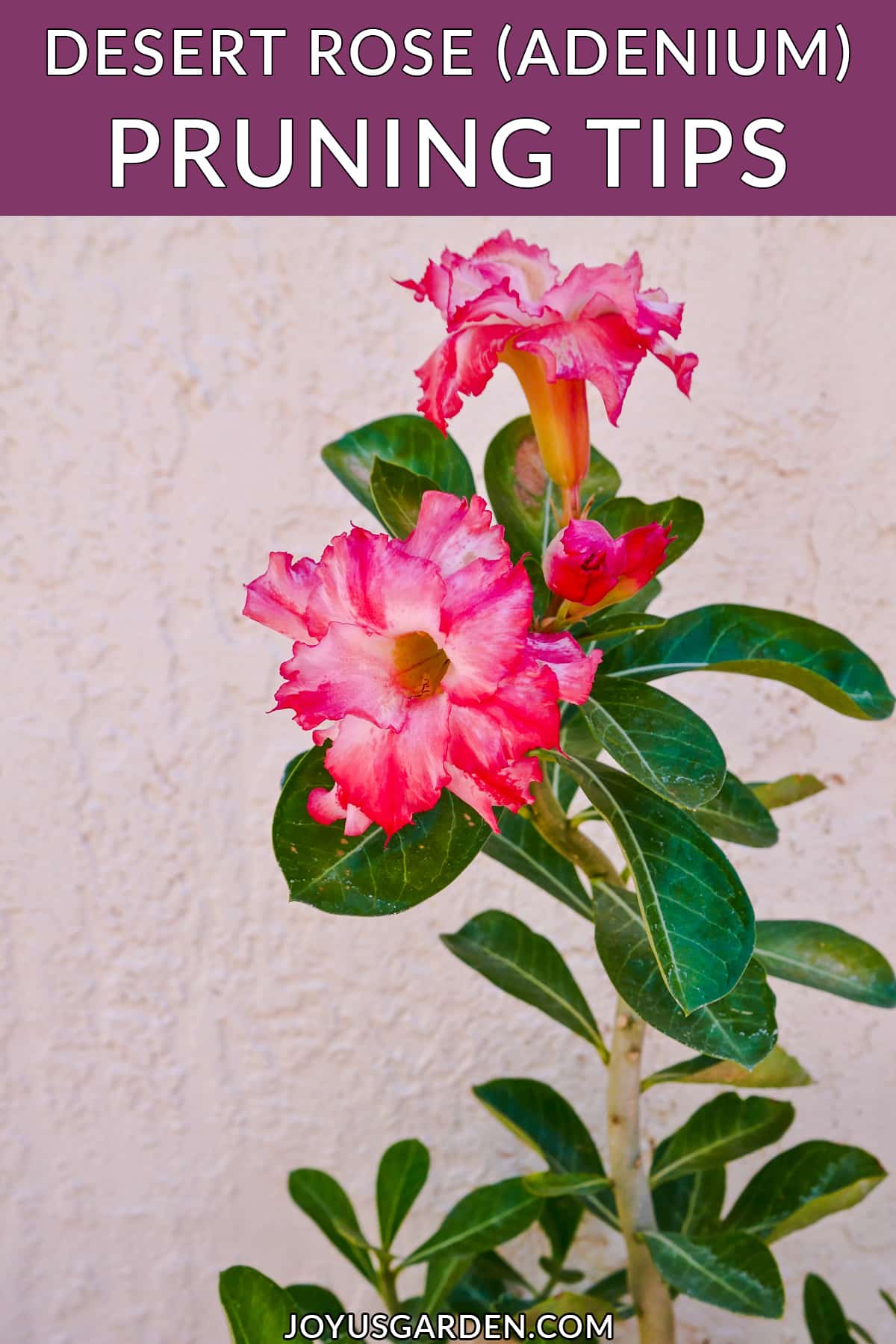  Desert Rose Pruning: Paano Ko Pinutol ang Aking Adenium