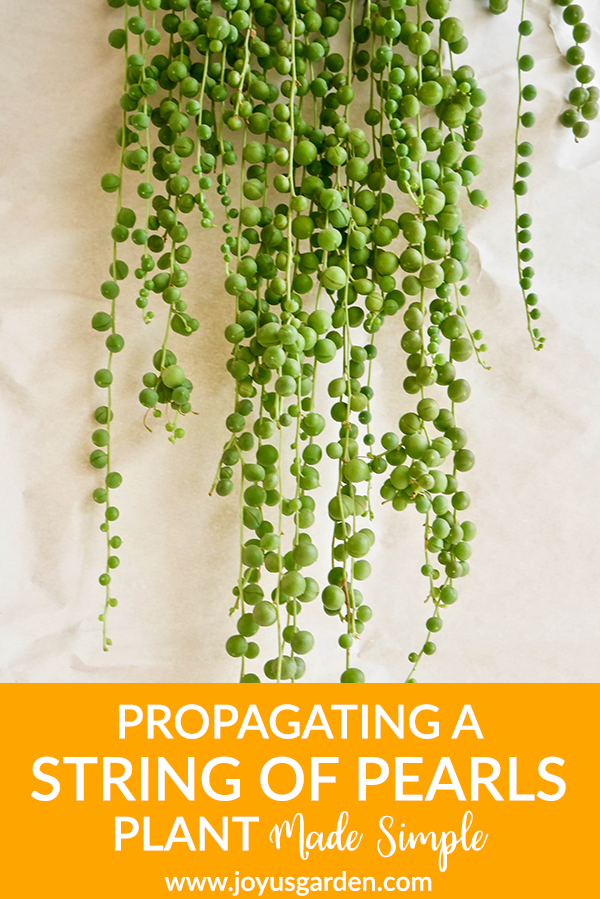  Propagating String Of Pearls Plant Made Simple