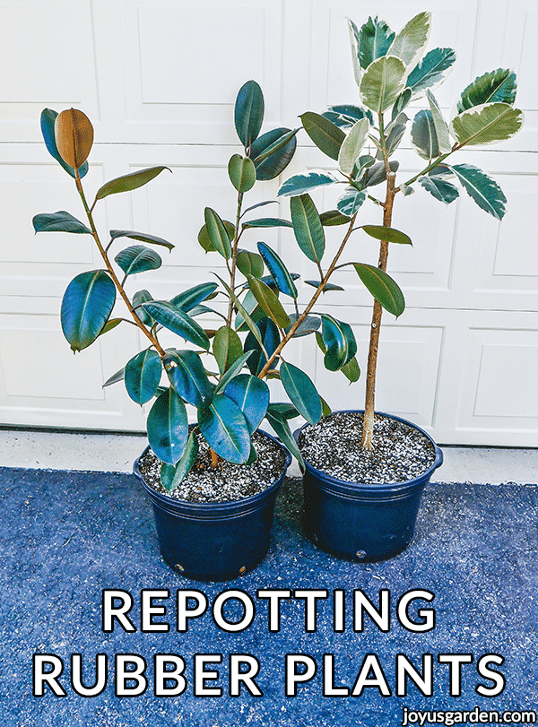  Rempotage des plantes à caoutchouc (Ficus Elastica) : le terreau à utiliser et comment le faire