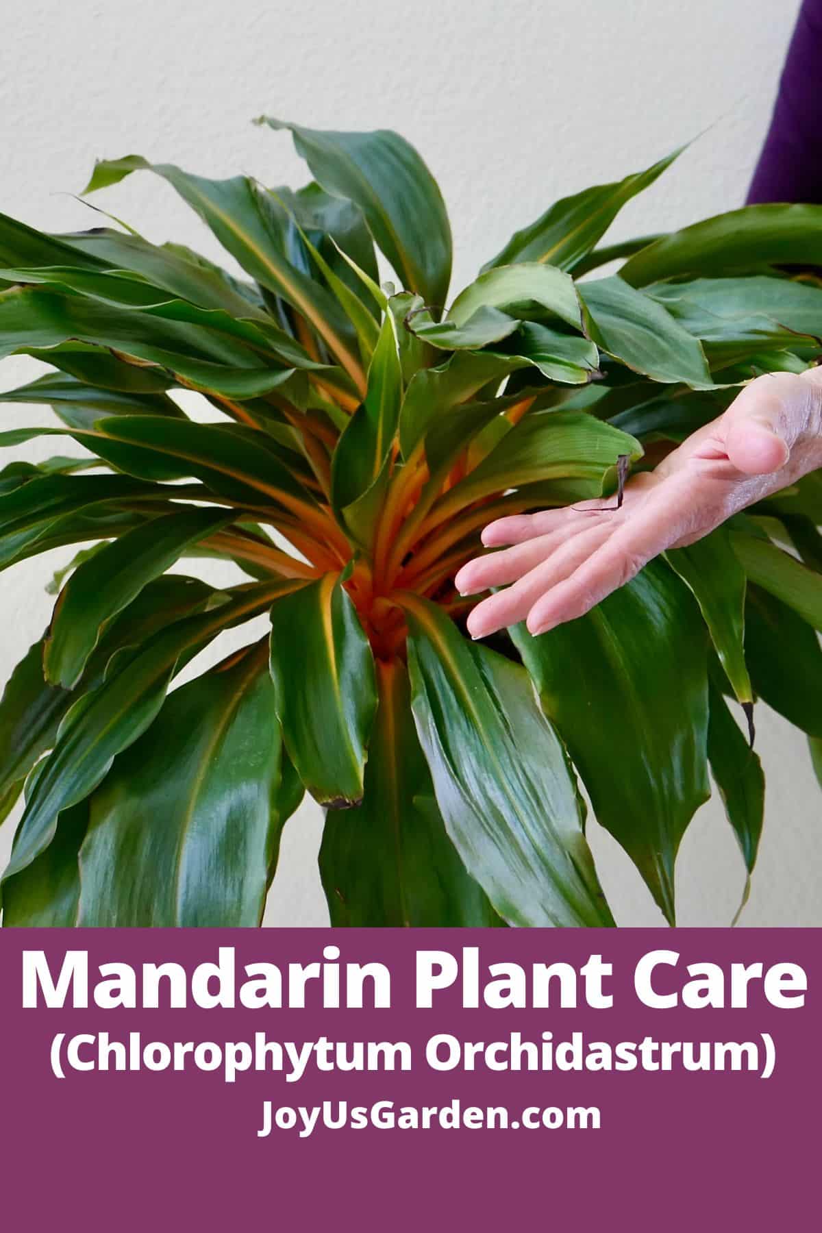  Cuidado de la planta de mandarina: Cómo cultivar Chlorophytum Orchidastrum