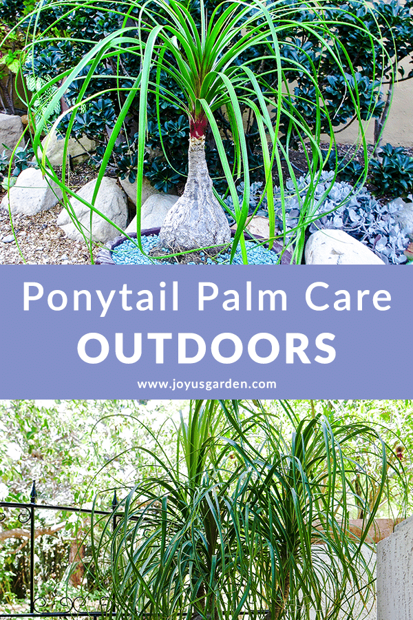  Ponytail Palm Care ao aire libre: Responder preguntas