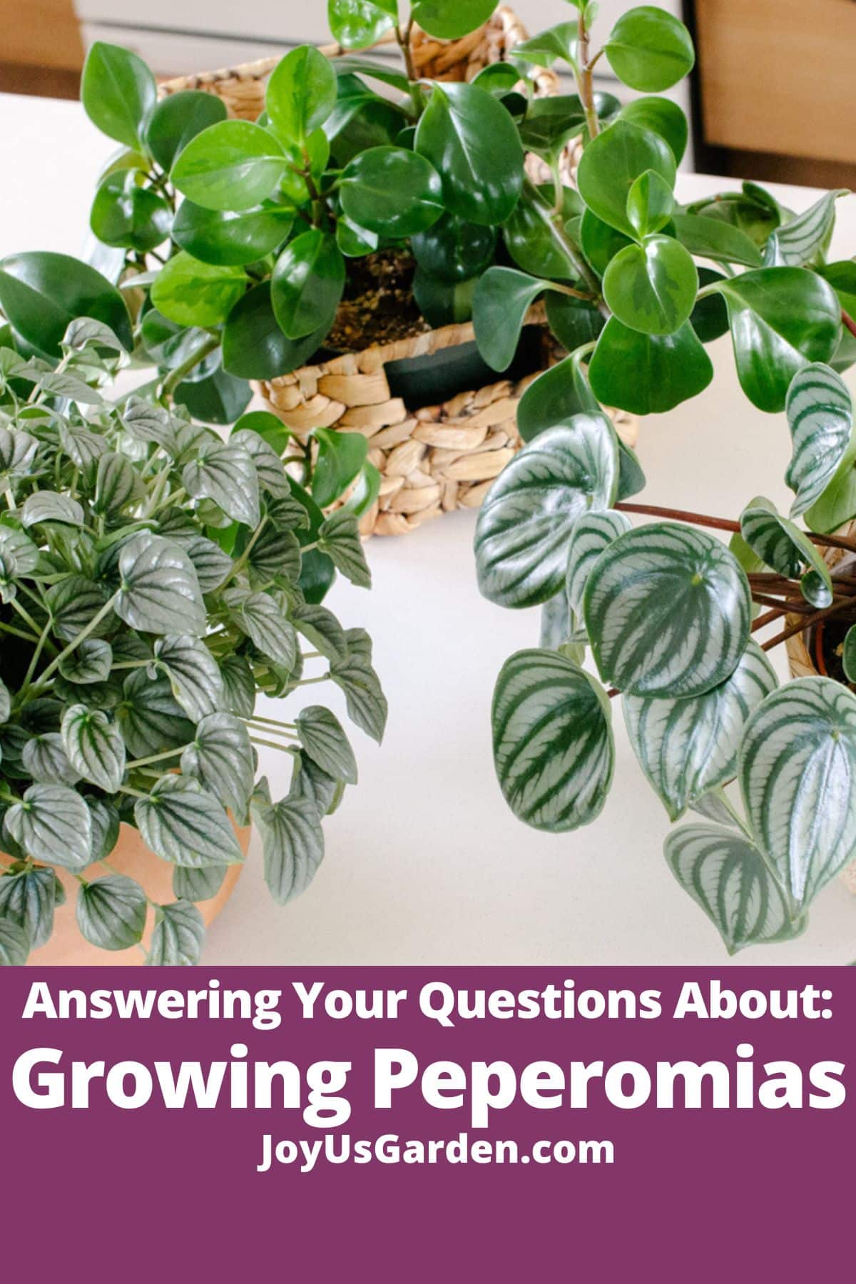  Svar på dine spørgsmål om pleje af Peperomia-planter