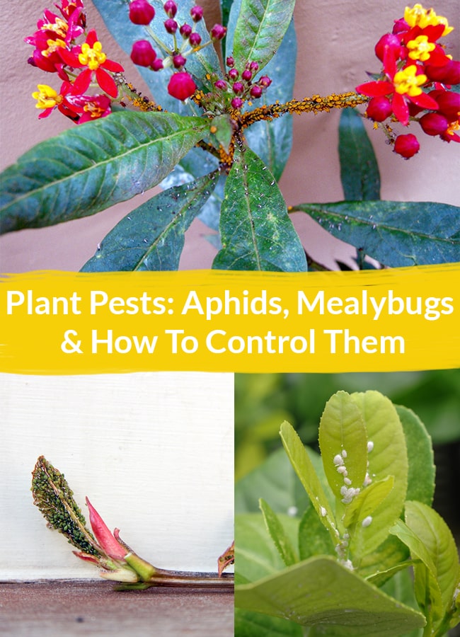  Cum să controlați afidele și insectele de tip Mealybugs