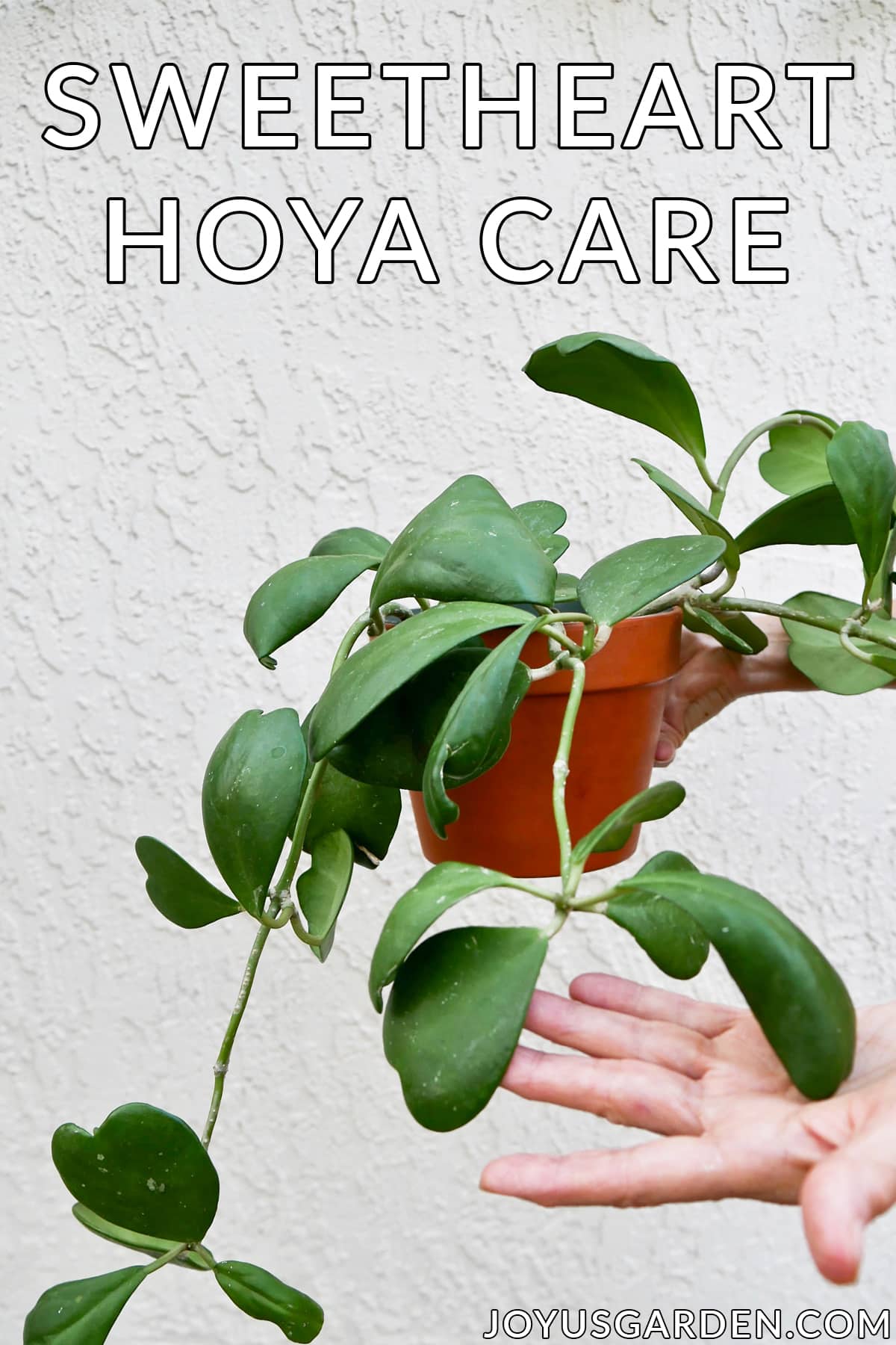  Người yêu Hoya: Cách chăm sóc Hoya Kerrii