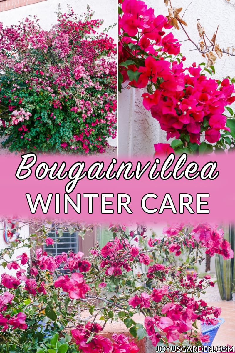  Bougainvillea Winter Care Tips + آپ کے سوالات کے جوابات