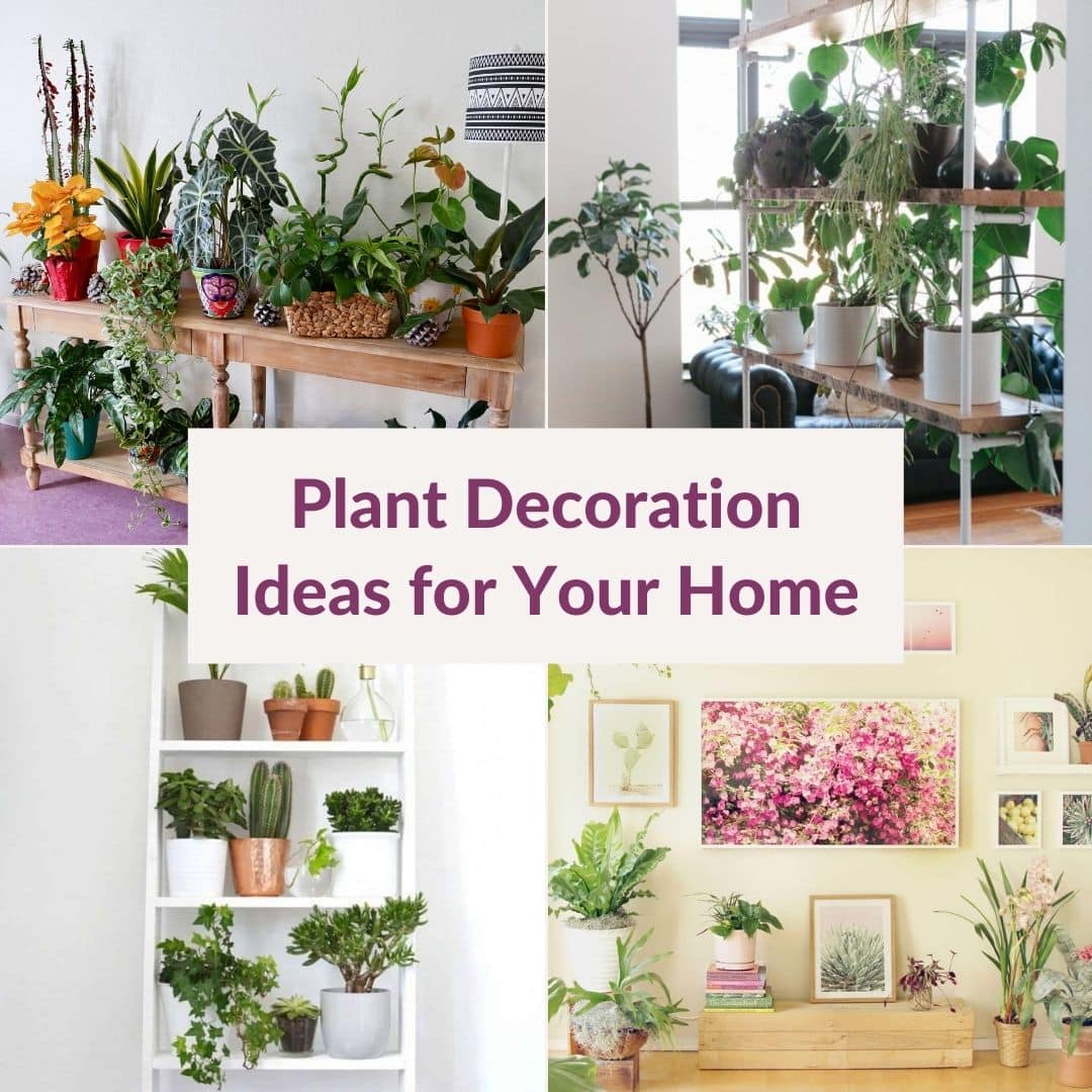  ایده های تزئین گیاه برای خانه شما