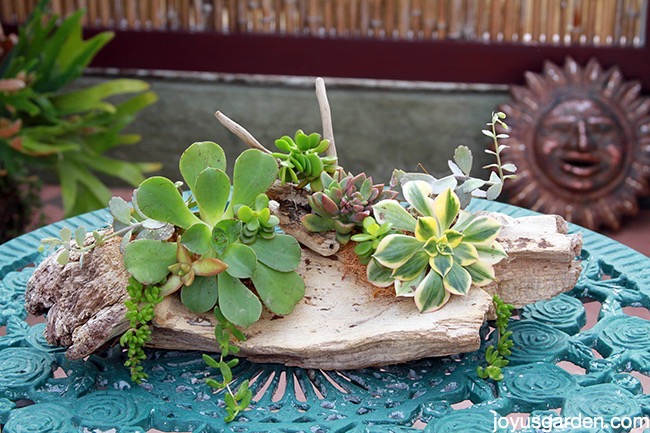  3 mënyra për të bashkangjitur succulents në Driftwood për t'i bërë ata të rriten