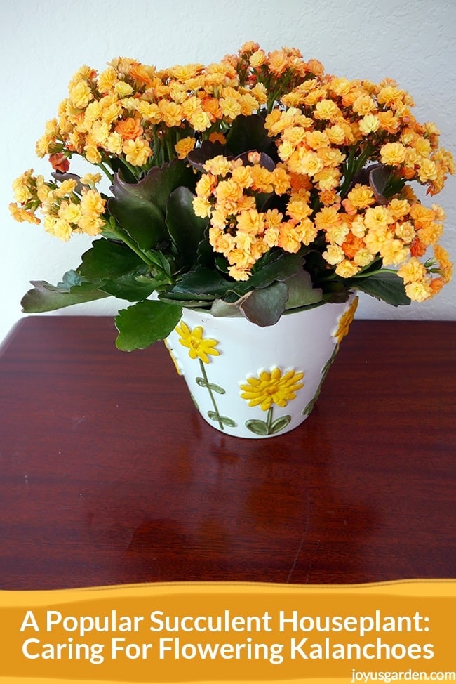  फूल फुल्ने Kalanchoes को हेरचाह: एक लोकप्रिय रसीला हाउसप्लान्ट
