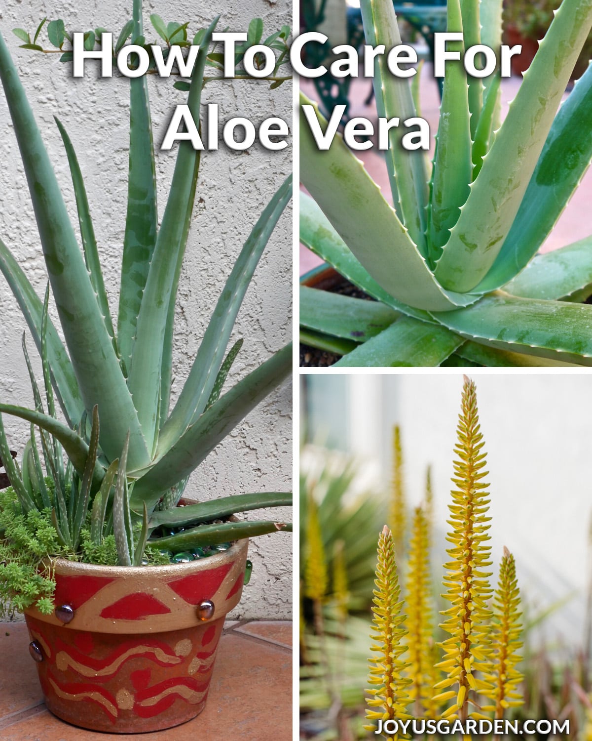  Hvordan ta vare på en aloe vera-plante: en plante med formål