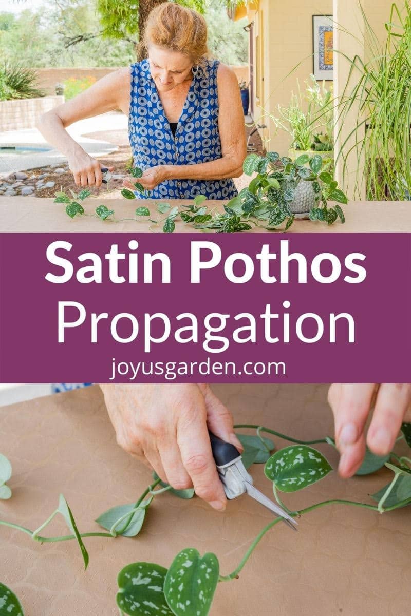  Satin Pothos տարածում: Scindapsus Pictus Propagation &amp; AMP; Էտում
