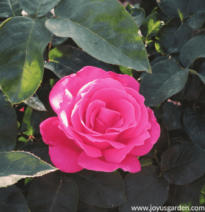  21 rosas que amamos para a xardinería en contedores