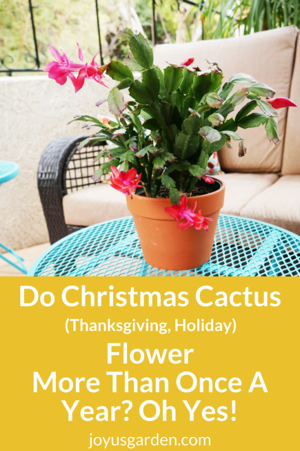 A karácsonyi kaktuszok (hálaadás, ünnep) évente többször is virágoznak? Ó igen!