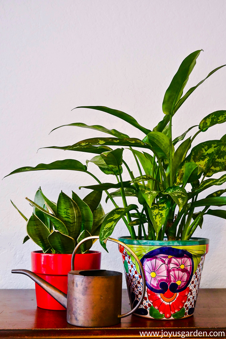  Собне биљке зими: кључни савети за негу како би кућне биљке биле у животу