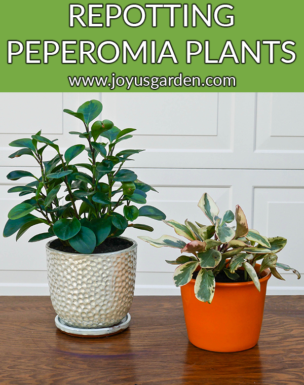  Rinvasare le piante di Peperomia (e il mix di terriccio da usare!)