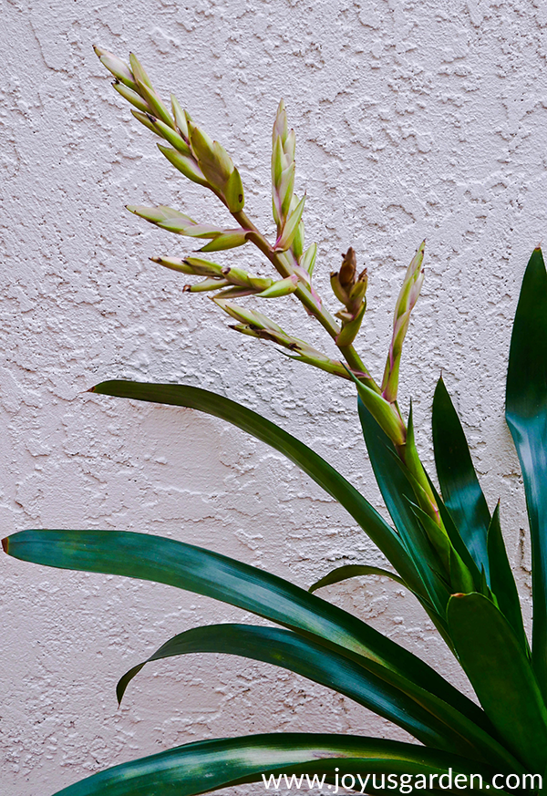  Bromeliad çiçəkləri rəngini itirir: nə vaxt &amp; amp; Onları necə budamaq olar