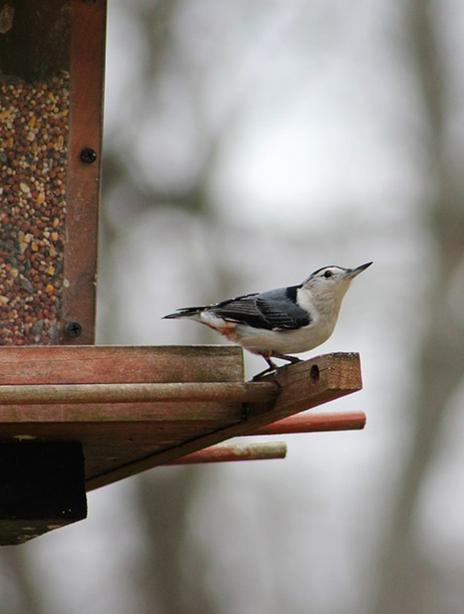  12 որակյալ թռչունների սնուցիչներ, որոնց կարիքն ունի ձեր այգին հենց հիմա