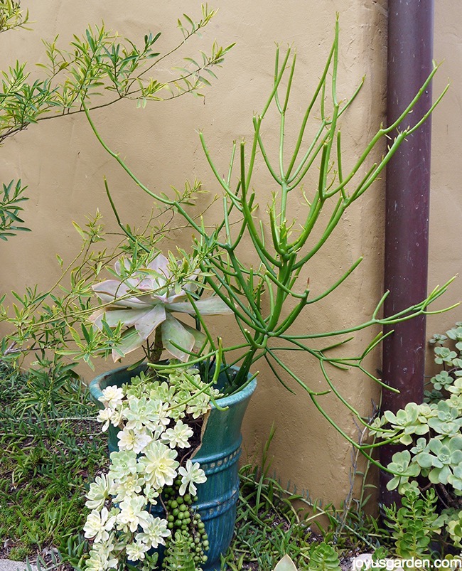  Pielęgnacja kaktusa ołówkowego, wewnątrz i w ogrodzie