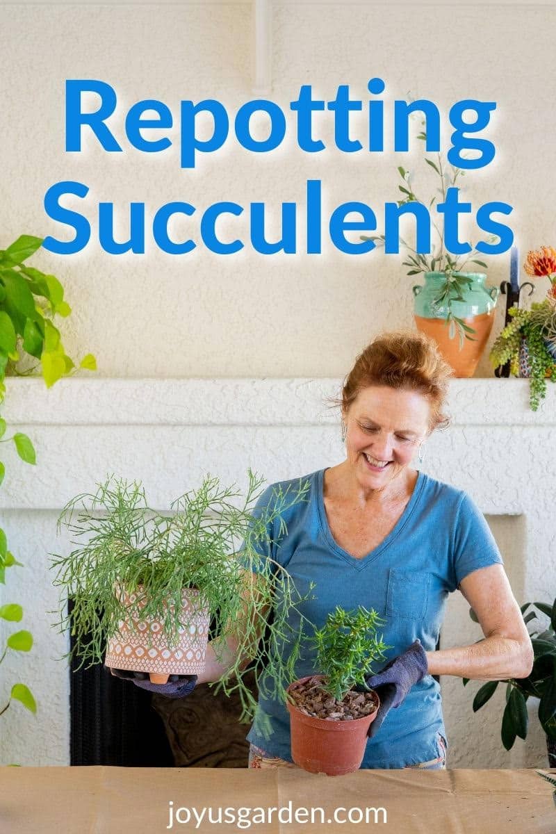  Succulents Repotting একটি গাইড