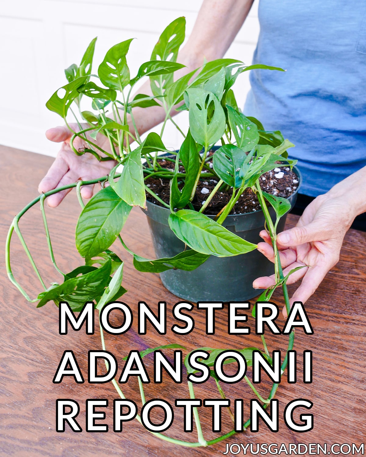  Monstera Adansonii Repotting: The Soil Mix To Use &amp; قدم کڻڻ
