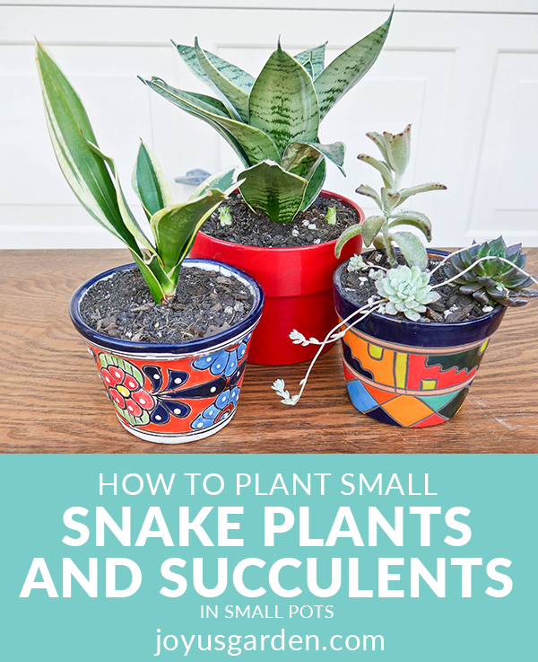  Hvordan plante små slangeplanter og sukkulenter i små potter