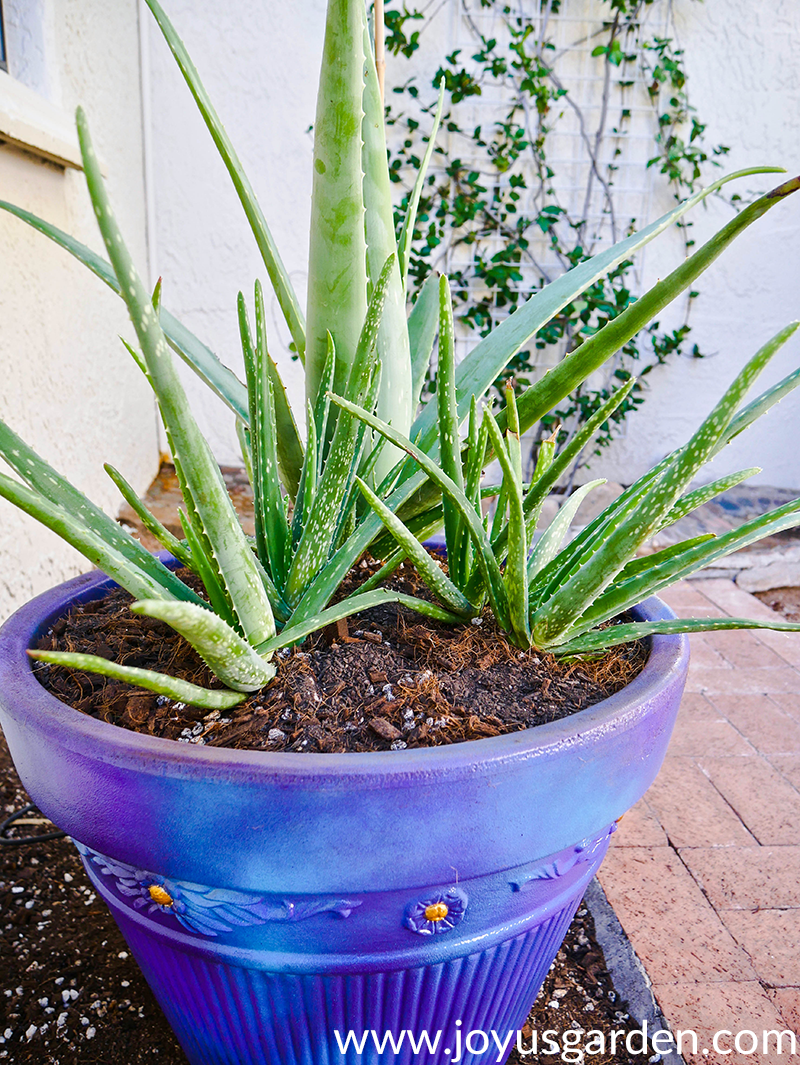  Aloe Vera in Töpfe pflanzen: Und die richtige Erdmischung
