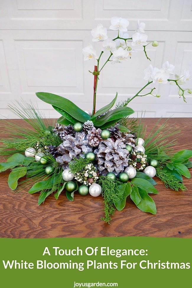  Ein Hauch von Eleganz: Weiß blühende Pflanzen für Weihnachten