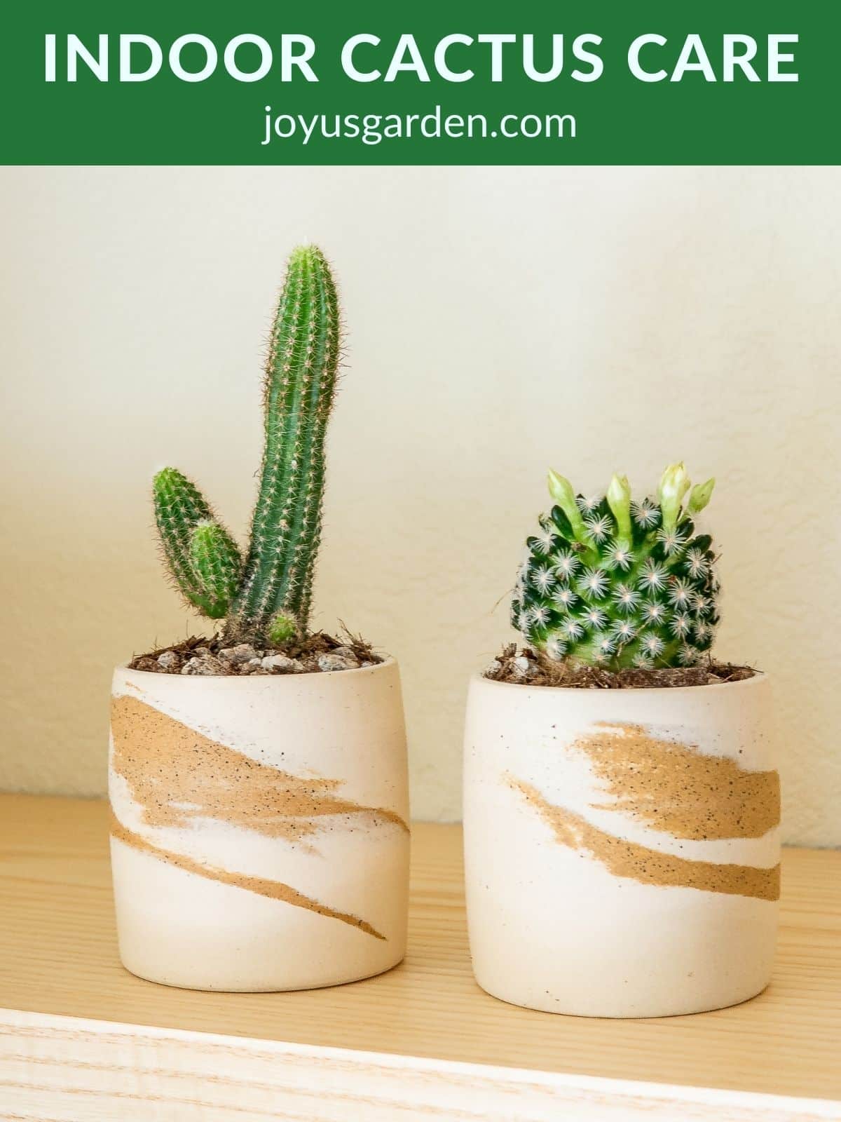  Pflege von Kakteen im Innenbereich: Ein Leitfaden für Kaktus-Zimmerpflanzen