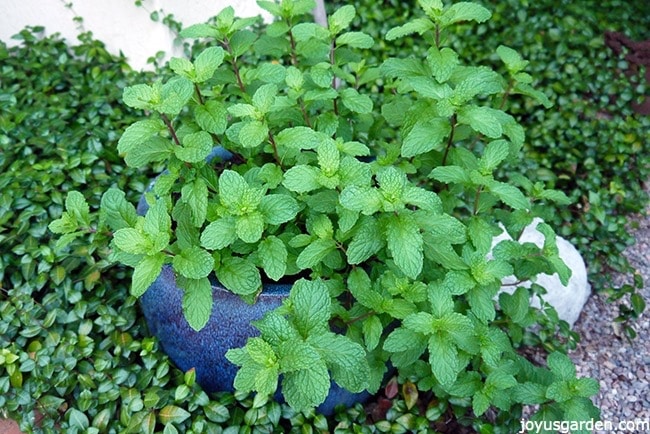  Tips foar Growing Mojito Mint